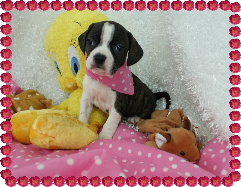 Jasmine Boggle Rockin R Puppies